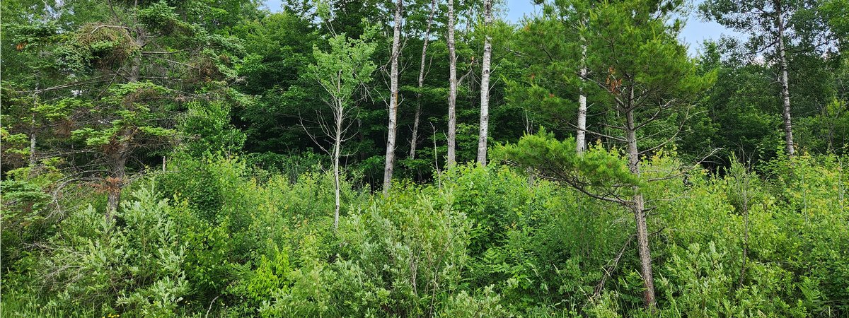 Mixed forest with many edible and medicinal community members in the understory.
