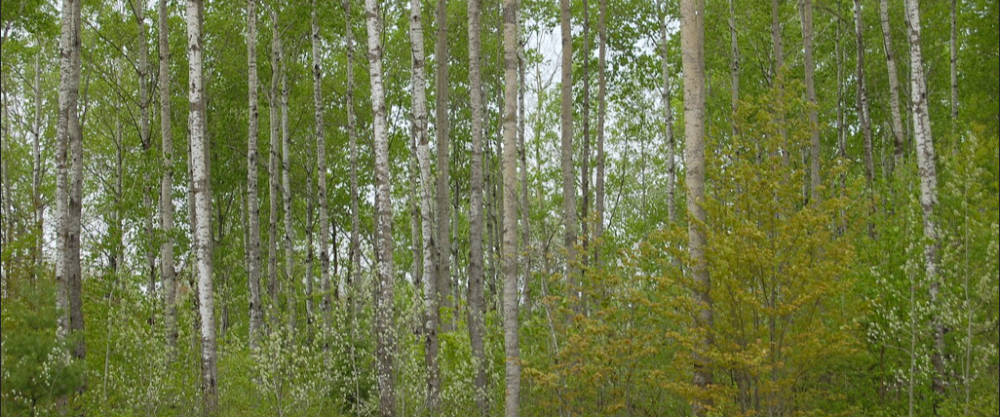 Mature aspen stems from a stand in northern Minnesota