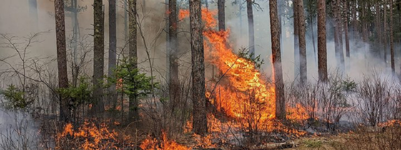 Prescribed burn at the Cloquet Forestry Center, image credit Lane Johnson.