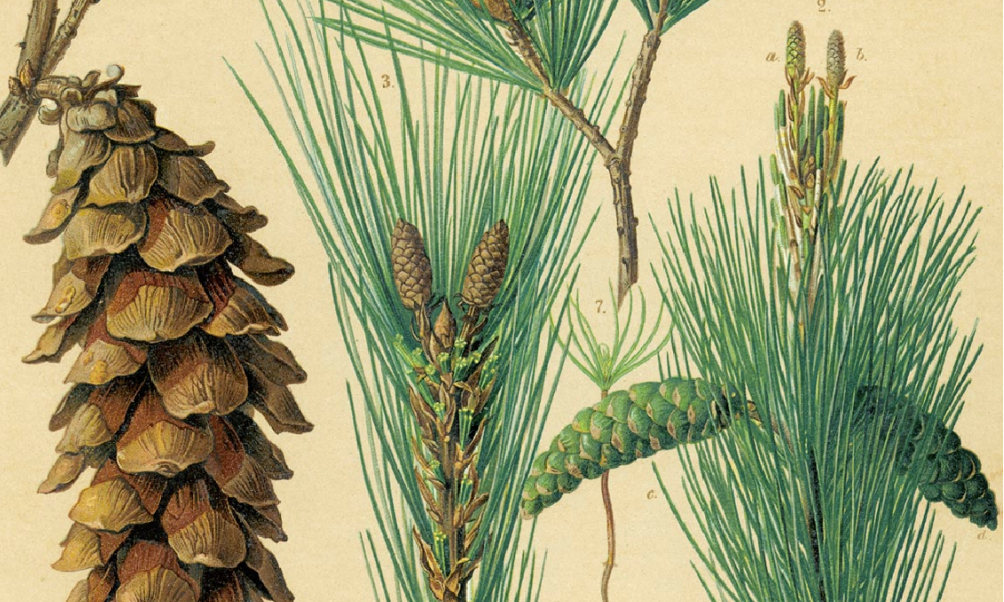 Color drawings of white pine foliage and cones at various stages of development