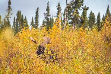 A moose amidst aspen regeneration; photo credit Ryan Pennesi.