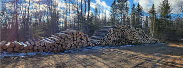 Logs decked at an active harvest.